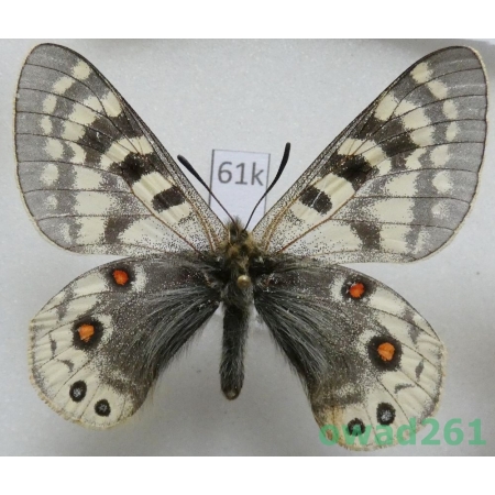 Parnassius acdestis subsp. roweii Sorimachi, 1994 China61k